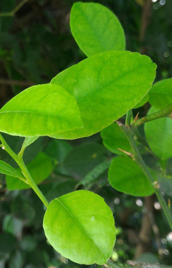 leaf
