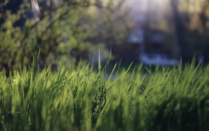 grass