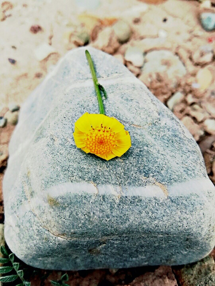 yellow flower