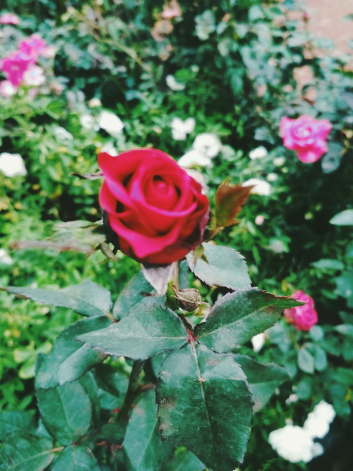 Rose