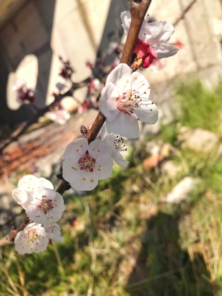 spring