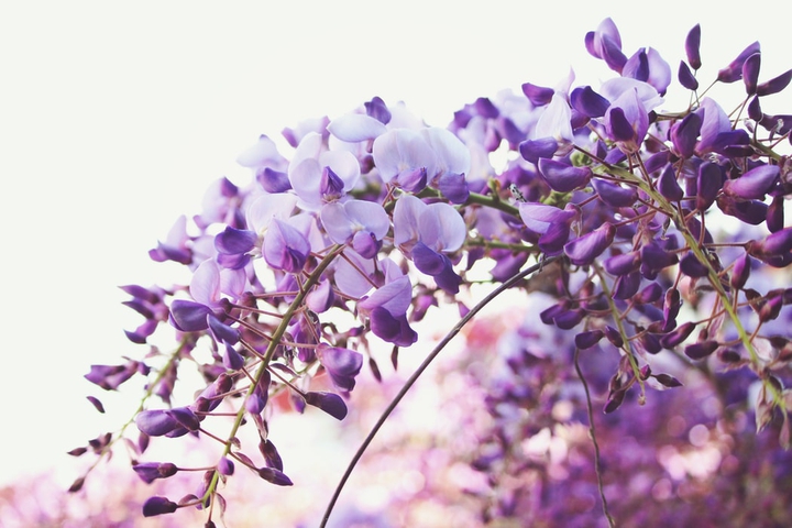 Tenderness