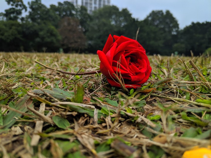 RED ROSE