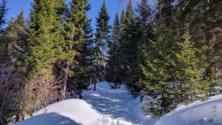 forest