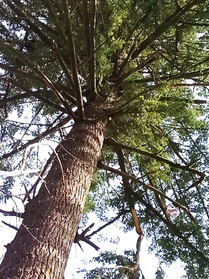 tree