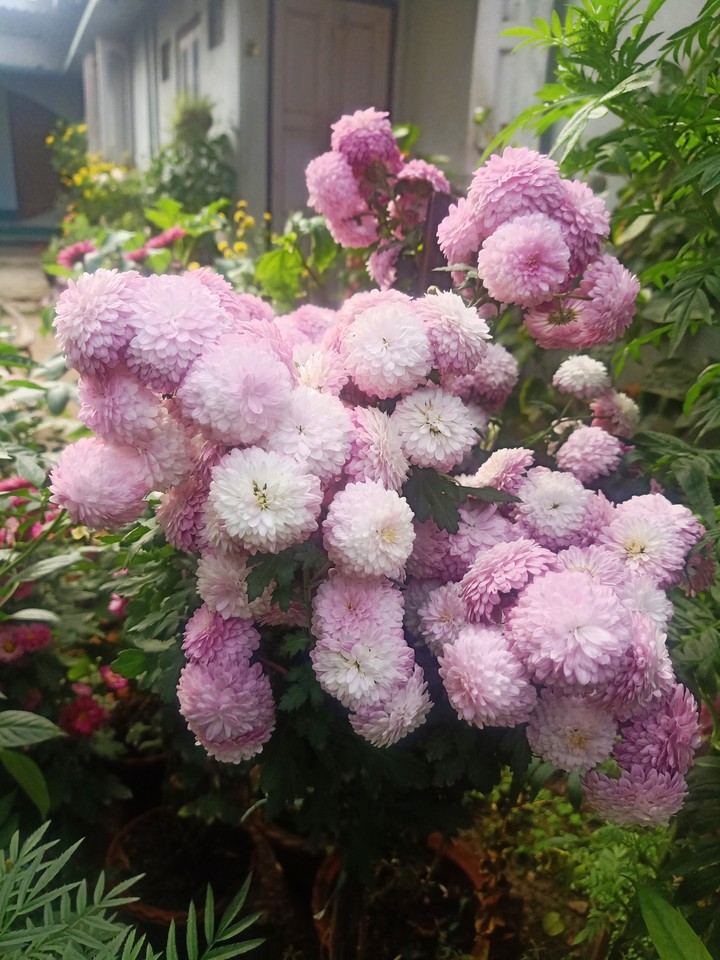 Bloom