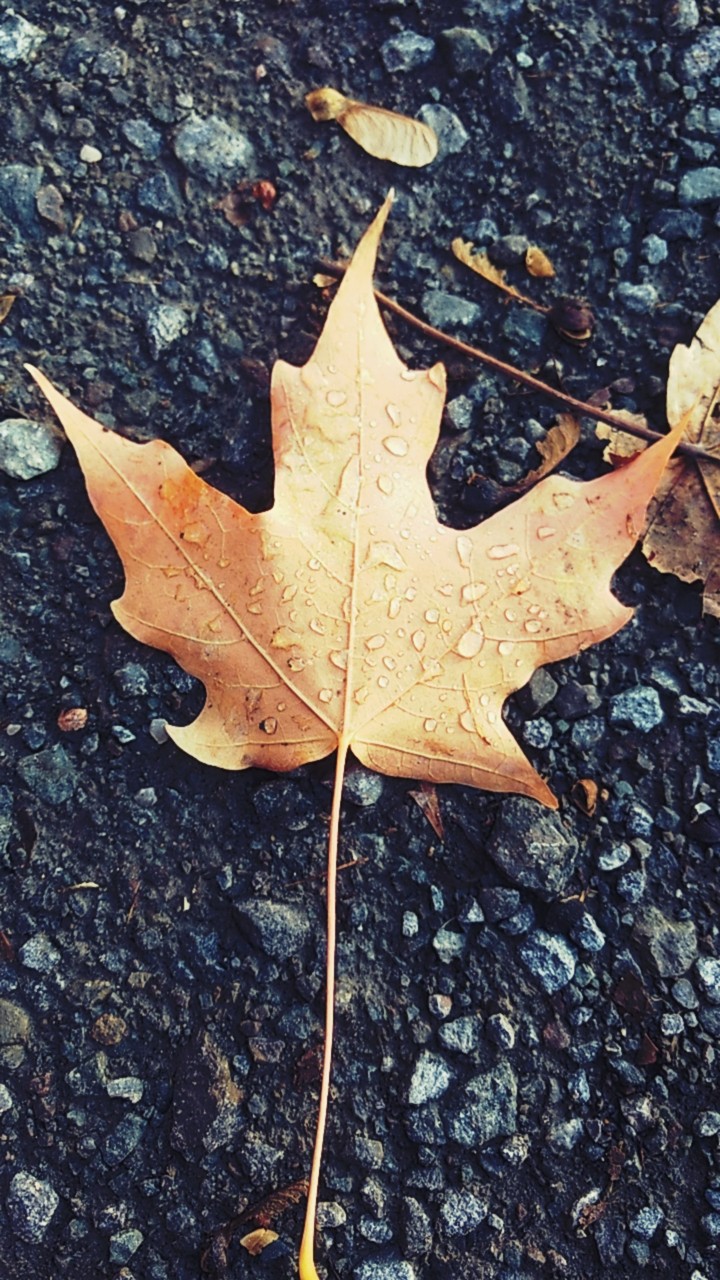 Leaf