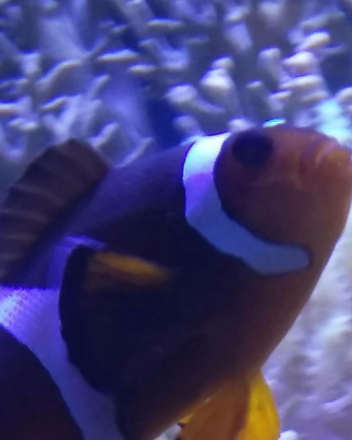The fish