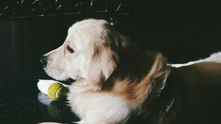 golden retriver