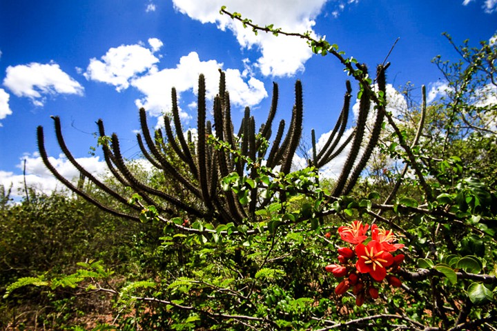 Caatinga