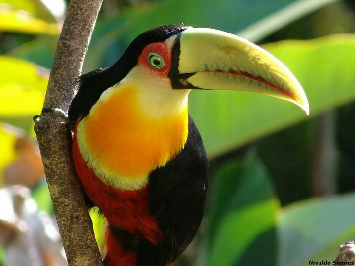Tucano