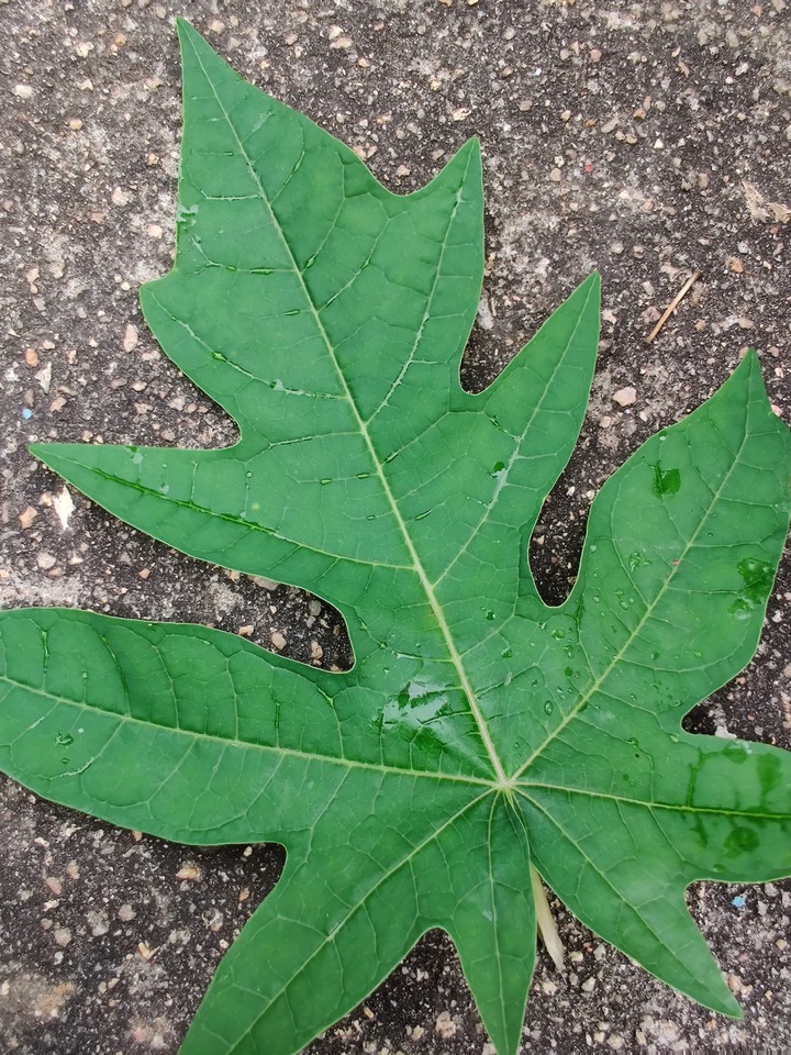 Leaf