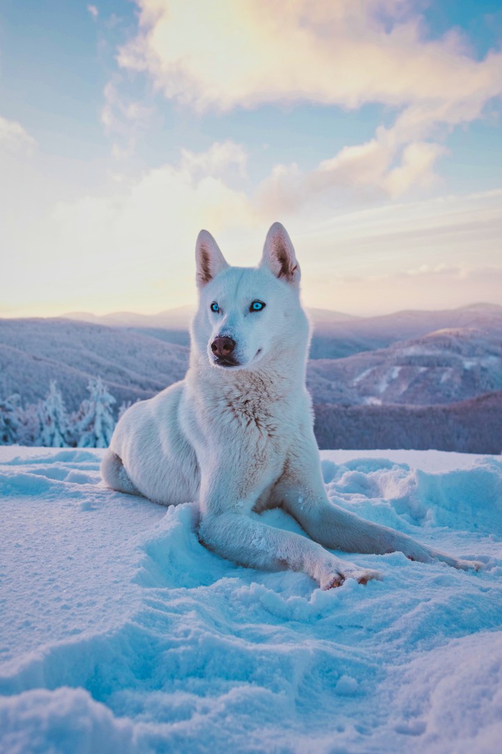 Hunde