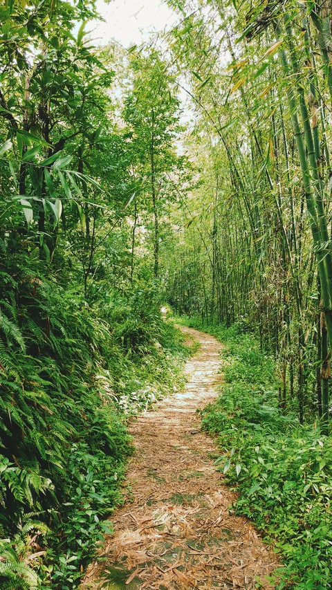 #dlosttrail