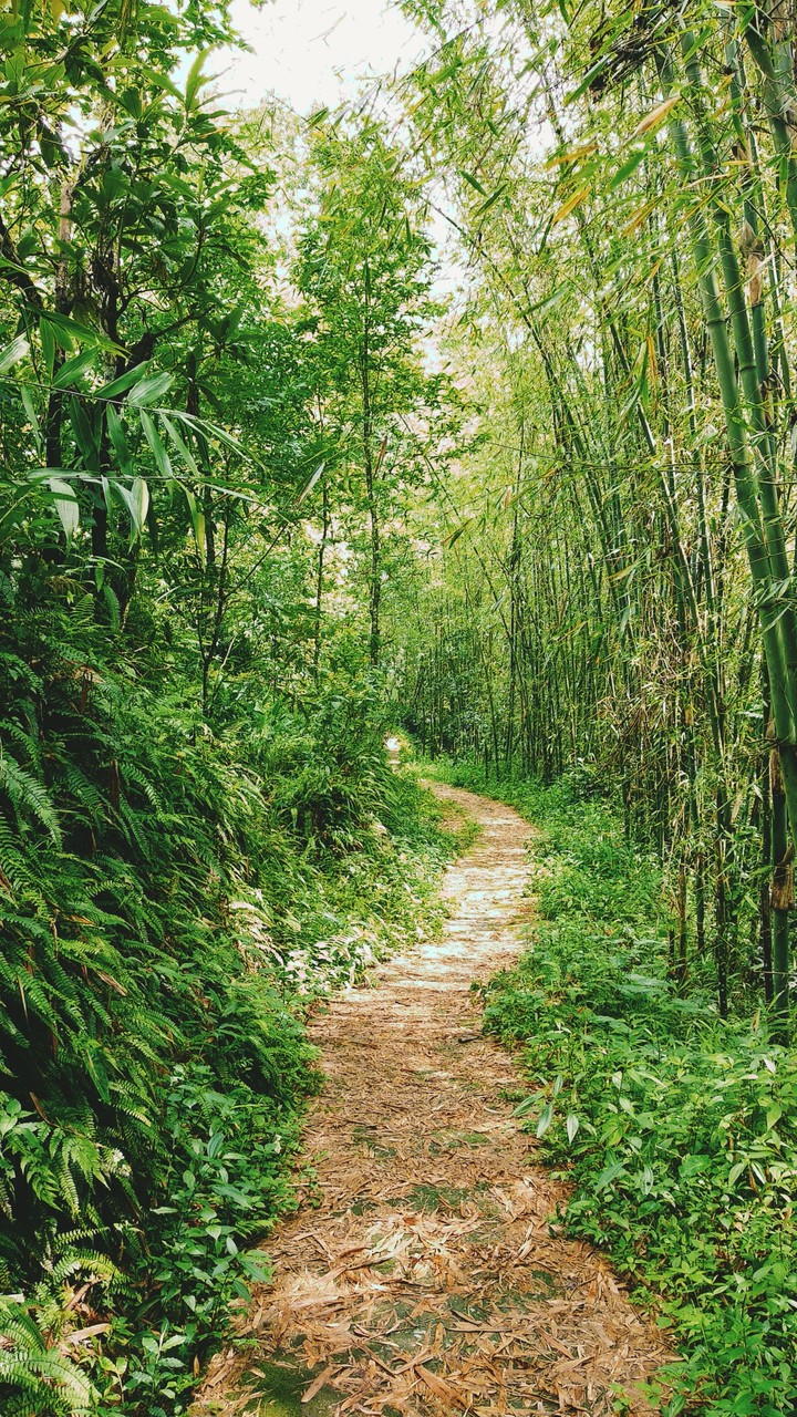 #dlosttrail