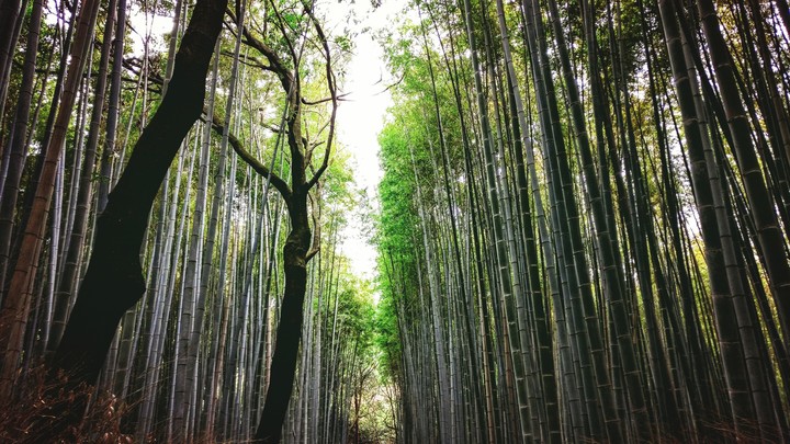 Arashiyama Bamboozled