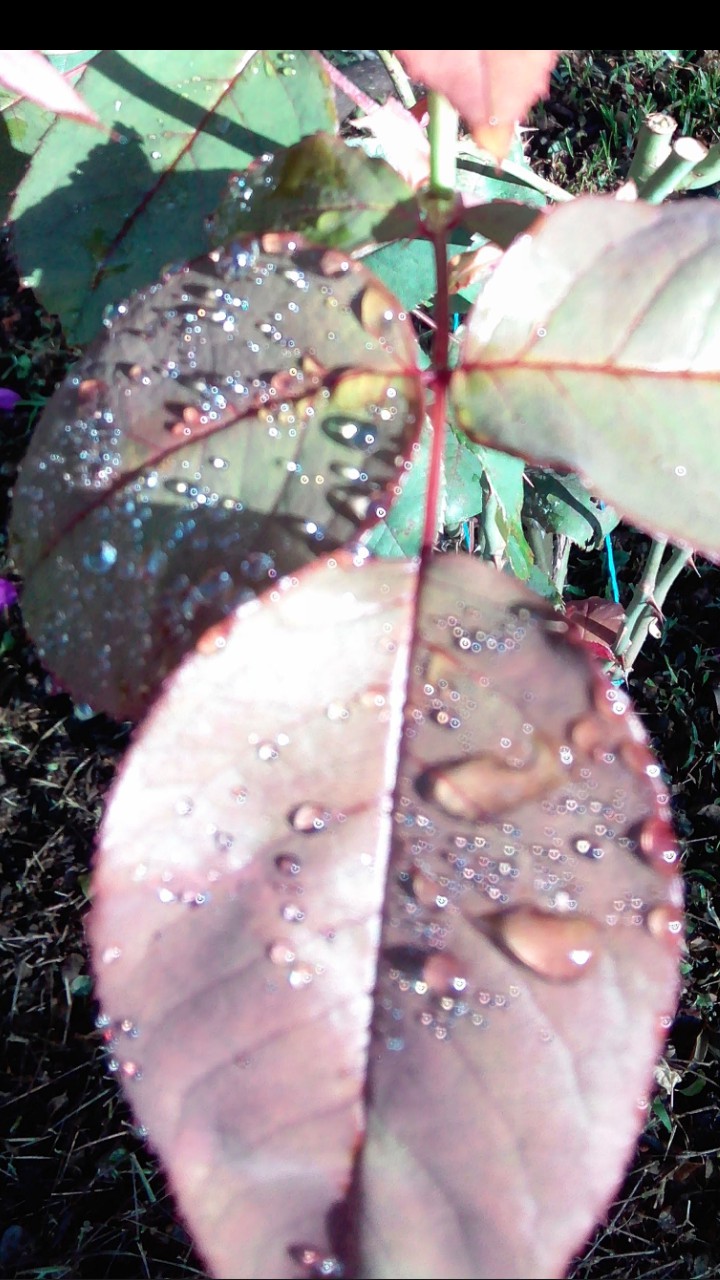 rainforest