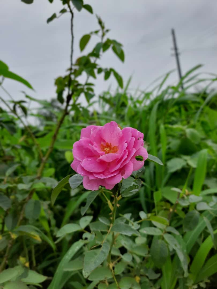 Beauty of Nature