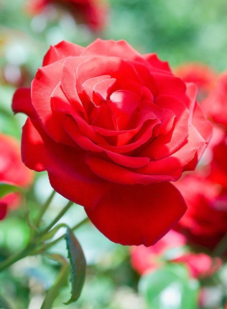 rose