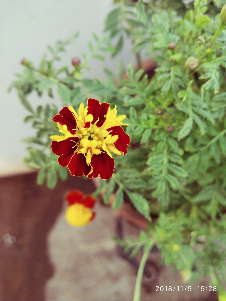beautiful flower