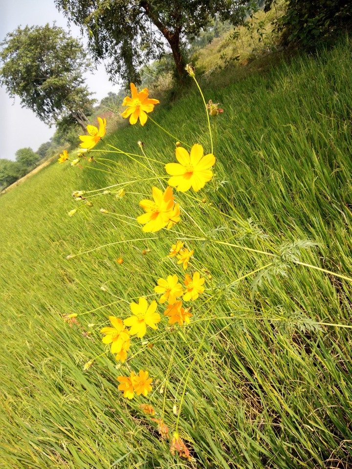 flower