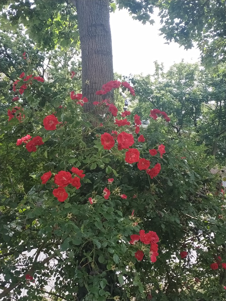 Rose hugs tree