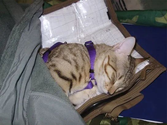 猫