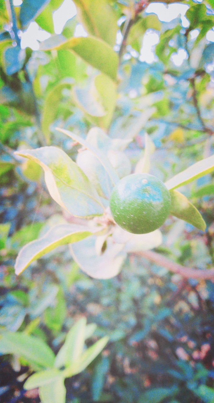 nature