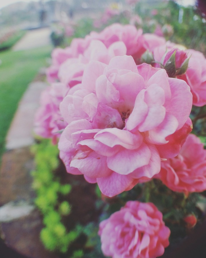 rose
