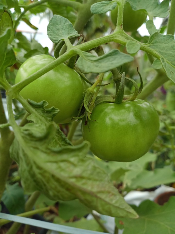 Healthy tomatoes