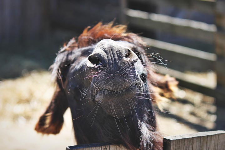 bearded donkey