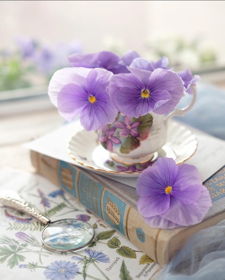 Stilllife