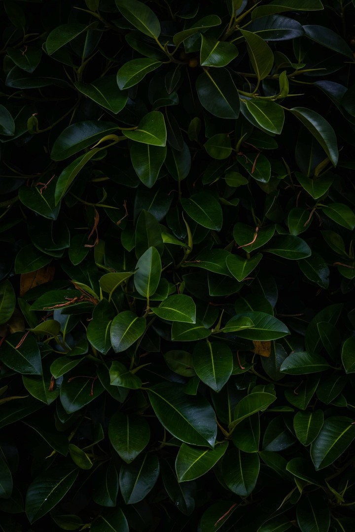 Wallpaper