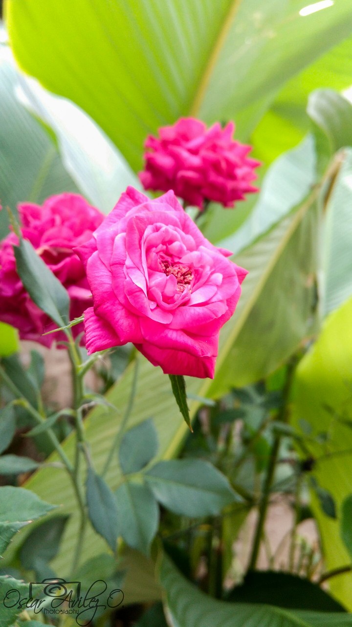 flowerRose