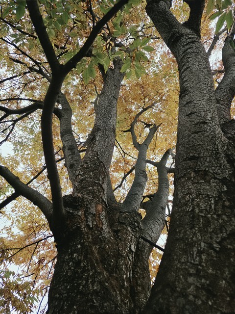 Branch, Leaf, Tree