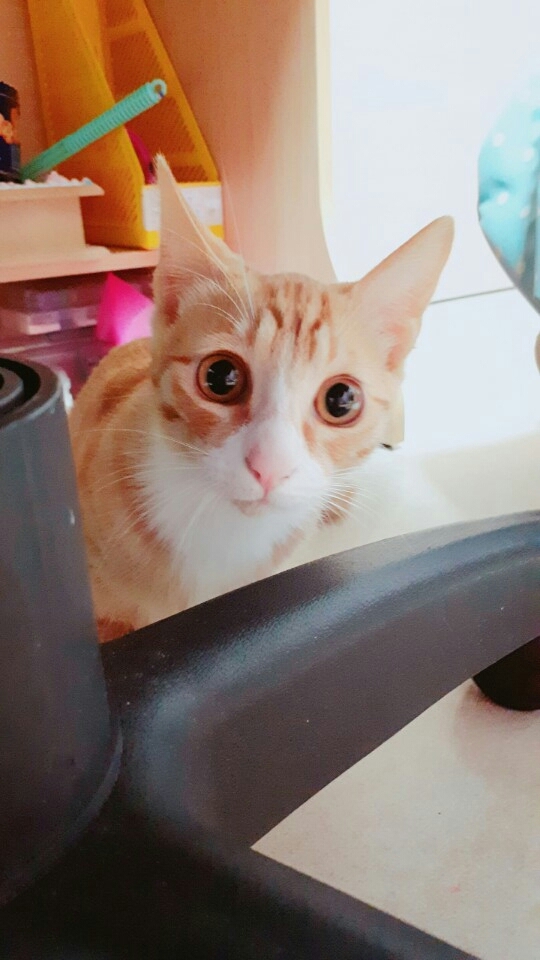 땅콩이