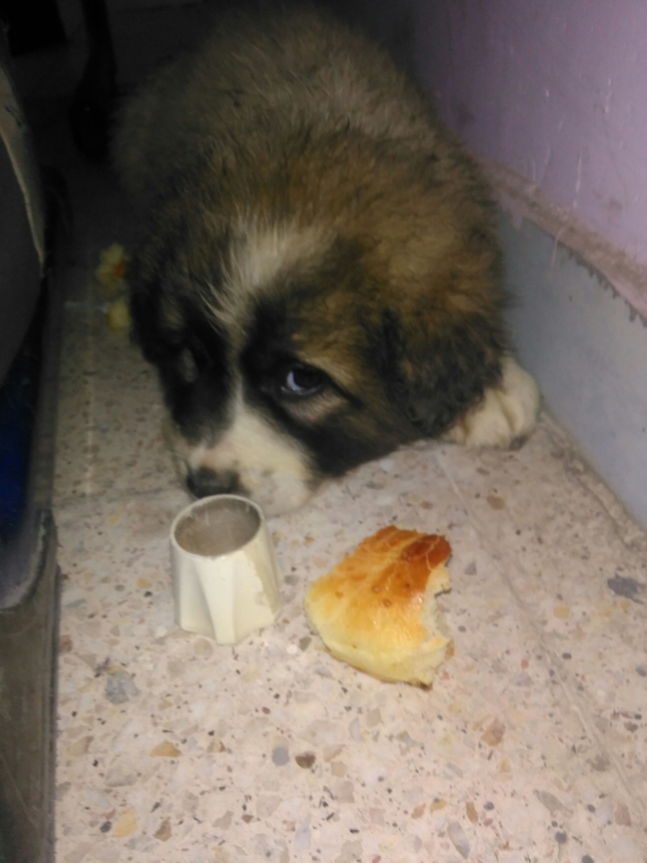 #dog#köpek