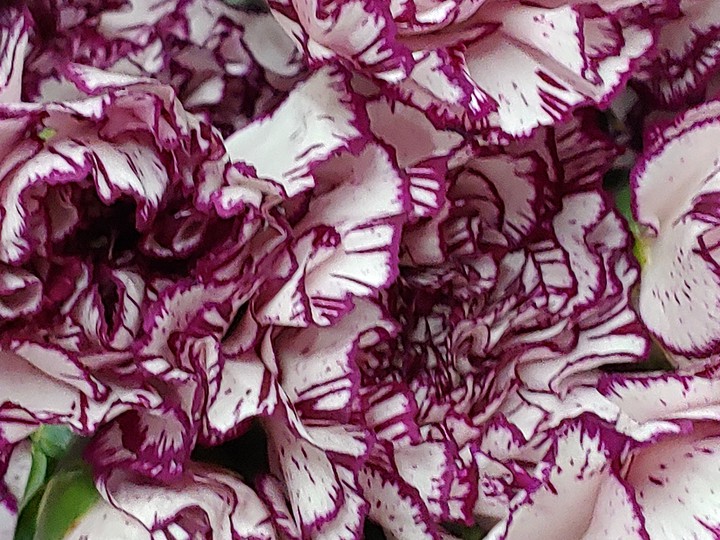 beautiful carnations