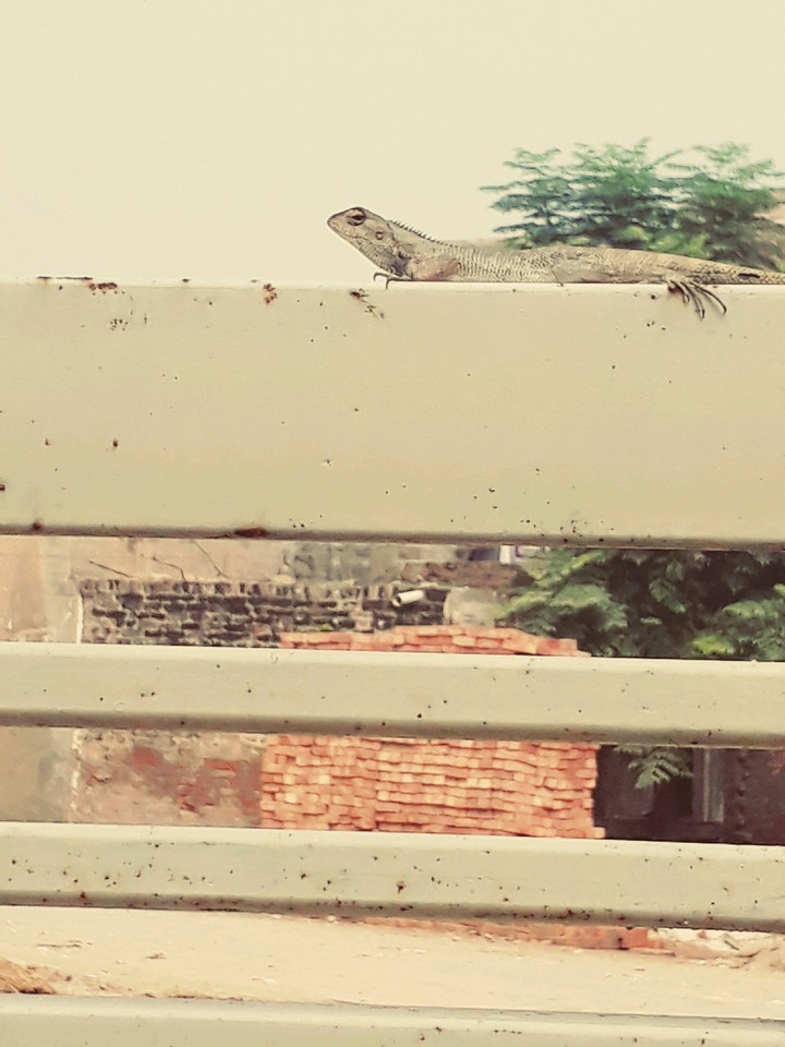 Lizard