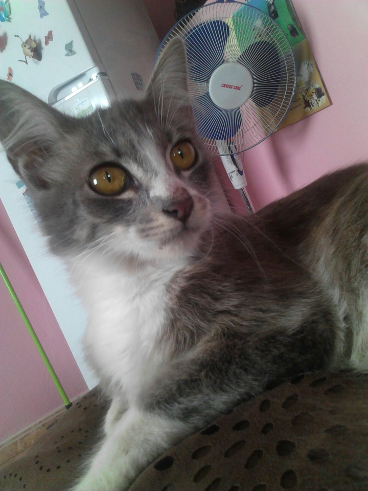 cat