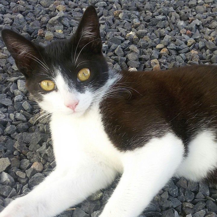 KIKA the cat