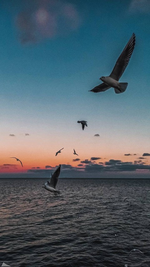רקעים mammal, sky