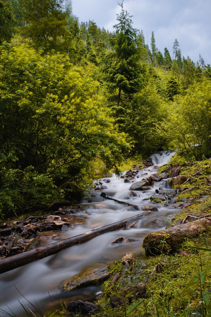 papéis de parede watercourse, plants