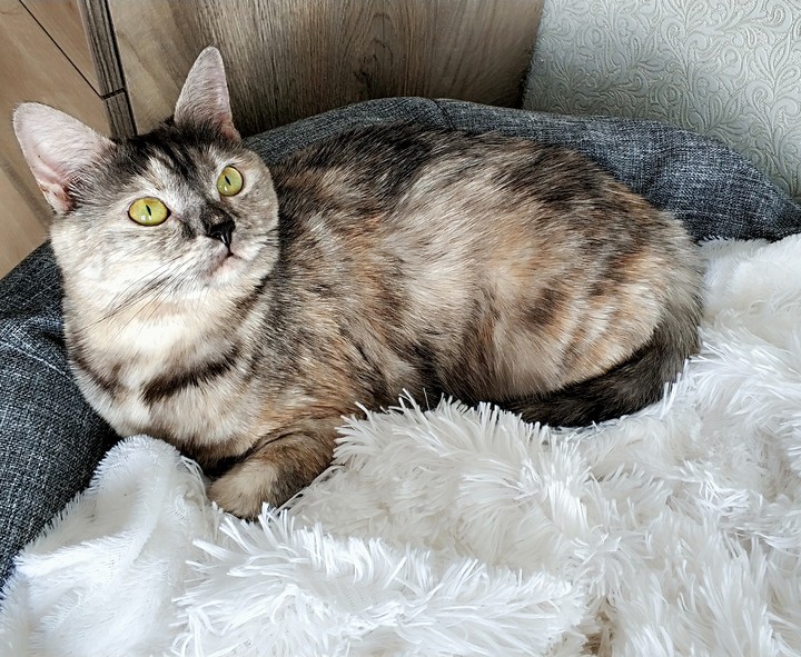 Cat Chucha