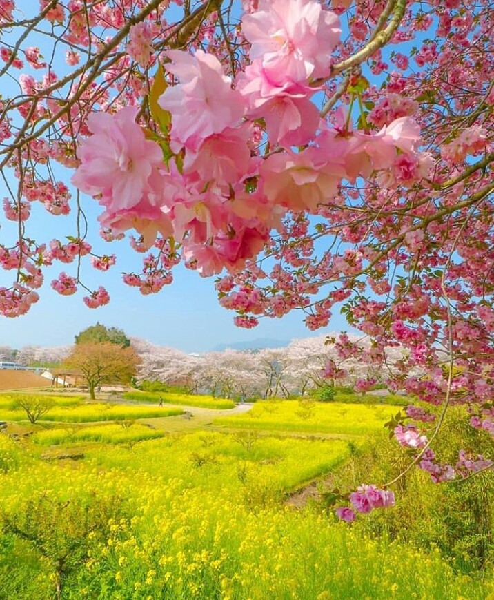 field