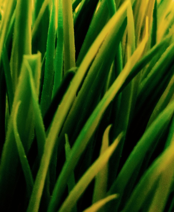 Grass