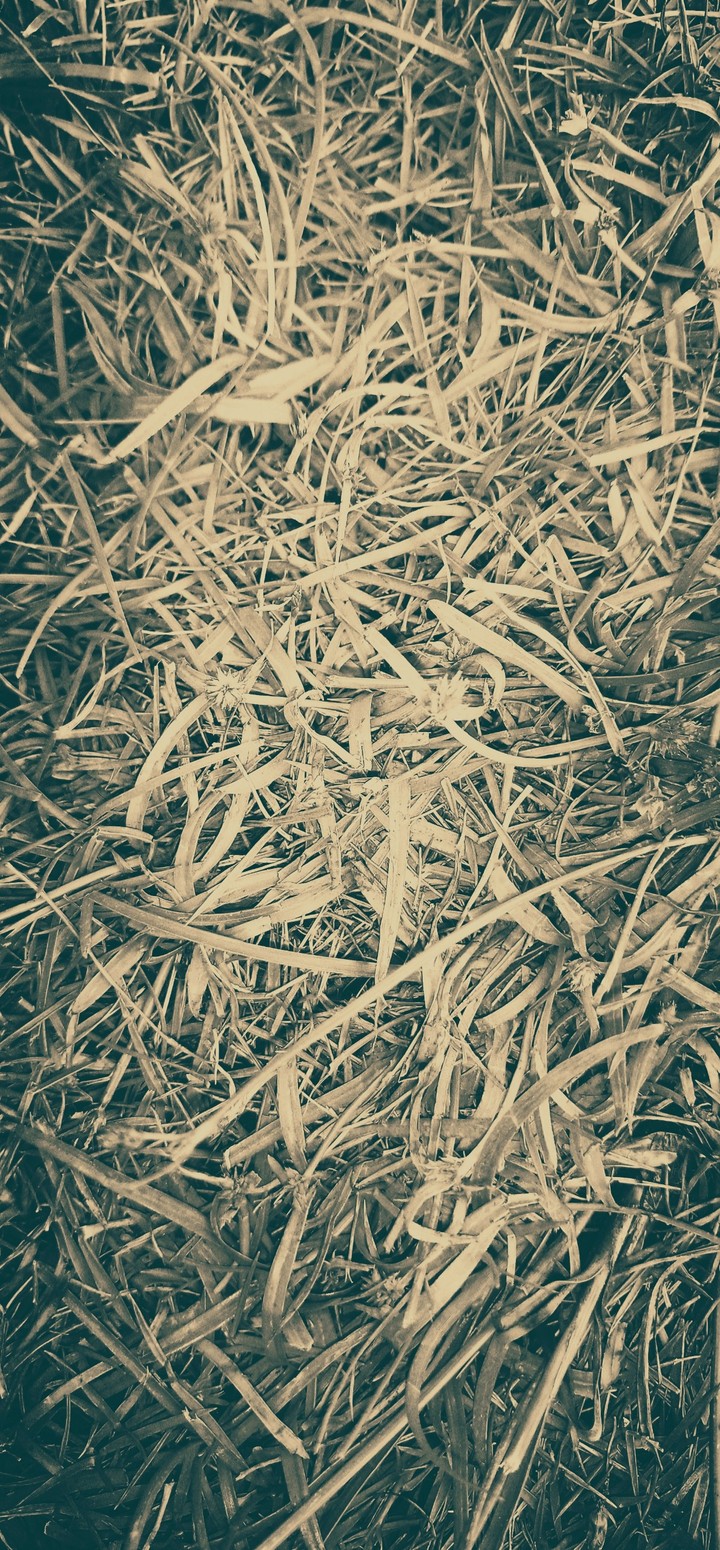 black grass