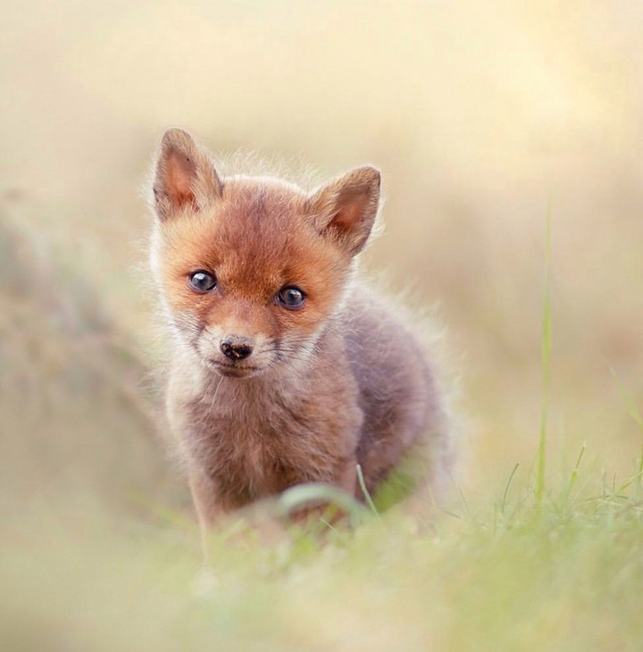 Red fox