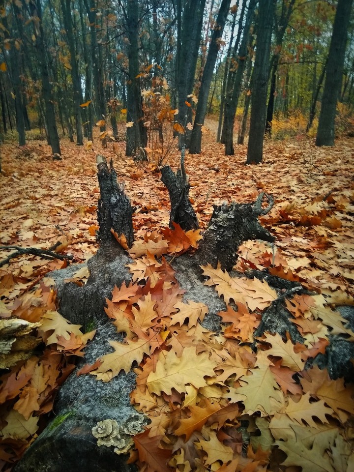 Kyev