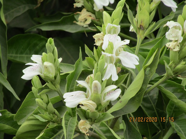 Flowers ?